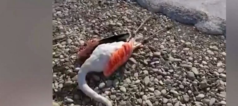 Μεσολόγγι: Από ηλεκτροπληξία πέθαναν τα δεκάδες φλαμίνγκο – Ειδικός εξηγεί τι συνέβη