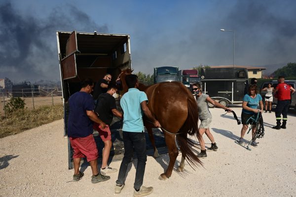 Φωτιά στον Κουβαρά: Σε εξέλιξη επιχείρηση μεταφοράς ζώων στο Γαλάτσι