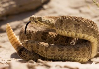 Ανάγκη για παρέα: Οι κροταλίες αποκαλύπτουν την αγαπησιάρικη πλευρά τους