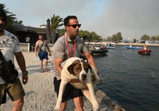 Κλιματική αλλαγή: Όταν οι ανθρώπινες κρίσεις επηρεάζουν τα ζώα