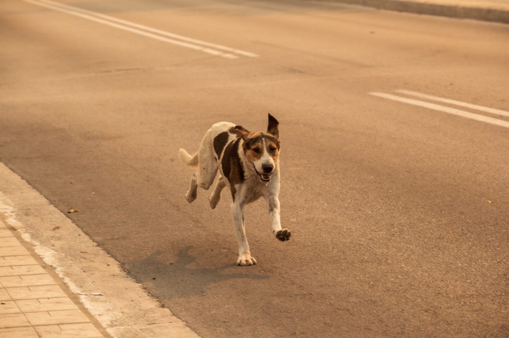 Νέα Αγχίαλος: Πανικός από τις εκρήξεις – Με τα σκυλάκια τους στα χέρια έφυγαν οι κάτοικοι