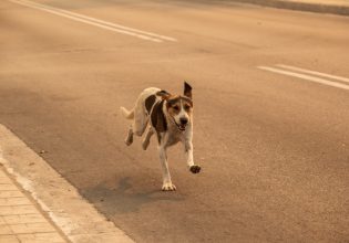 Νέα Αγχίαλος: Πανικός από τις εκρήξεις – Με τα σκυλάκια τους στα χέρια έφυγαν οι κάτοικοι