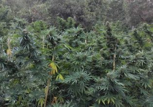 Φυτεία με δενδρύλια κάνναβης εντοπίστηκε στην περιοχή των Ανωγείων