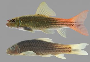 Κοινό ψάρι ενυδρείου αναγνωρίστηκε ως νέο είδος