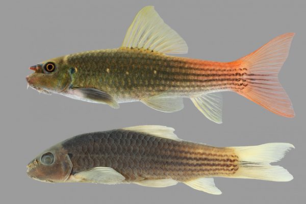 Κοινό ψάρι ενυδρείου αναγνωρίστηκε ως νέο είδος