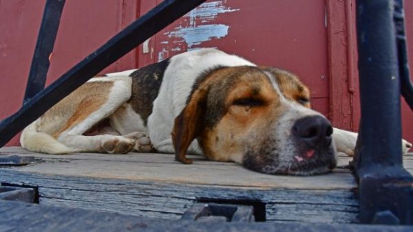 «Βάλε ένα δοχείο έξω από την πόρτα σου»