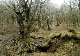Καθολική απαγόρευση κυκλοφορίας σε δασικές εκτάσεις της Καρδίτσας