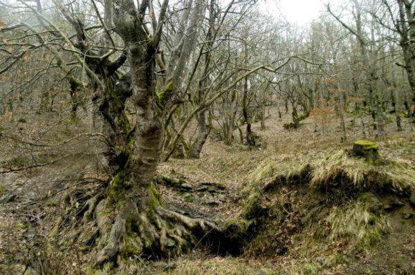 Καθολική απαγόρευση κυκλοφορίας σε δασικές εκτάσεις της Καρδίτσας