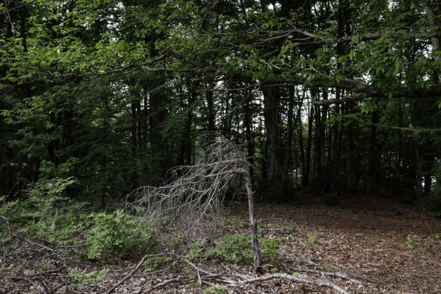 Σε ποια δάση της Θεσσαλίας απαγορεύεται η διέλευση και η παραμονή των πολιτών