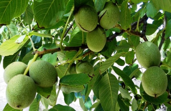 Καρυδιά: Σε εξέλιξη η πτήση της καρπόκαψας