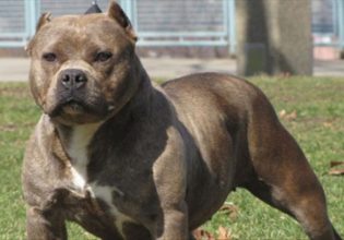 Βύρωνας: Πίτμπουλ κατασπάραξαν 60χρονη μέσα στο διαμέρισμά της