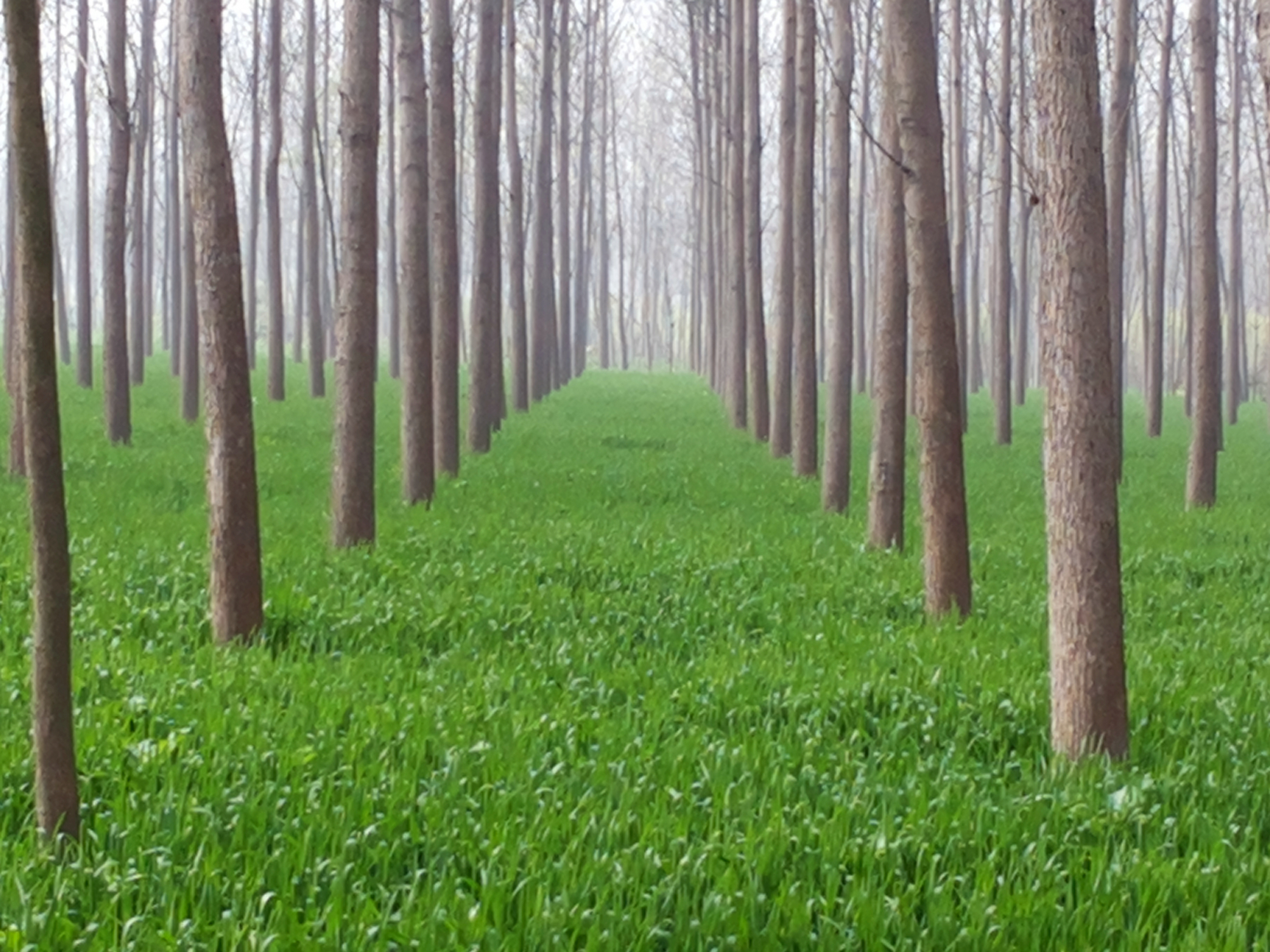 Γενετικά τροποποιημένα δέντρα υπόσχονται πιο βιώσιμο χαρτί