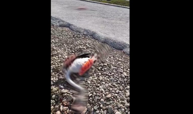 Δεκάδες φλαμίνγκο νεκρά στο Μεσολόγγι