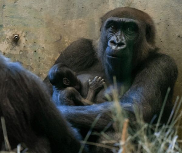 Ζωολογικός κήπος στο Οχάιο: Ο αρσενικός γορίλας έκρυβε μια…εγκυμοσύνη και μια γέννα