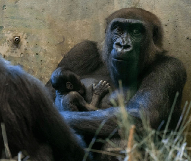 Ζωολογικός κήπος στο Οχάιο: Ο αρσενικός γορίλας έκρυβε μια...εγκυμοσύνη και μια γέννα