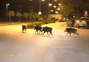 Φθιώτιδα: Τροχαίο με αγριογούρουνα στην Αταλάντη – Στο νοσοκομείο 37χρονος