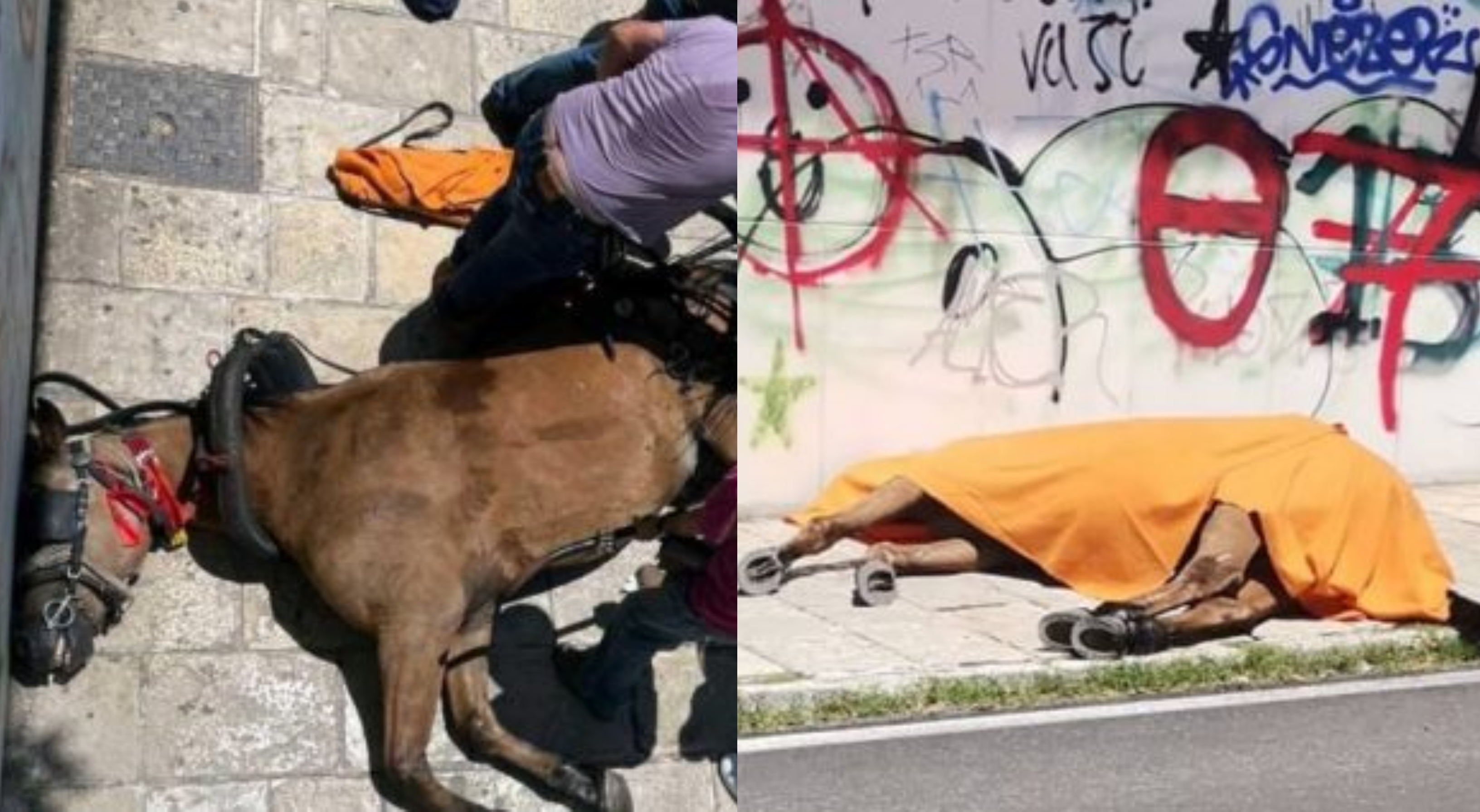 Νεκρό άλογο στην Κέρκυρα: Έντονες αντιδράσεις από τις φιλοζωικές οργανώσεις - «Φωνάζουμε χρόνια για τις άμαξες»