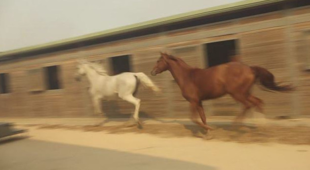 Ανάβυσσος: Στις φλόγες ο Ιππικός Όμιλος - Φοβισμένα άλογα τρέχουν να σωθούν