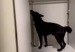 Έκρυβε ναρκωτικά, σφαίρες και 650.000 ευρώ σε ειδική κρύπτη – Tον «πρόδωσε» ο αστυνομικός σκύλος