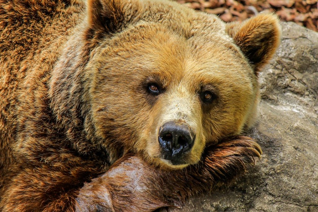 Χαλκιδική: Αρκούδα εμφανίστηκε ξανά στον Ταξιάρχη – Κατέστρεψε μελίσσια, άρπαξε πρόβατα