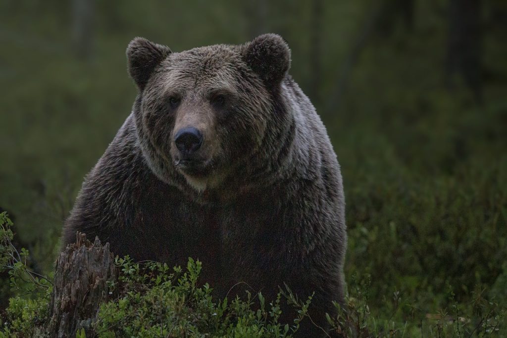 ΗΠΑ: Γυναίκα βρέθηκε νεκρή σε εθνικό πάρκο – Φέρεται να δέχθηκε επίθεση από αρκούδα