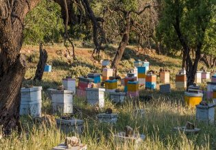 ΟΜΣΕ: Καθημερινό το «χτύπημα» μελισσιών από αρκούδες – Σε απόγνωση οι μελισσοκόμοι