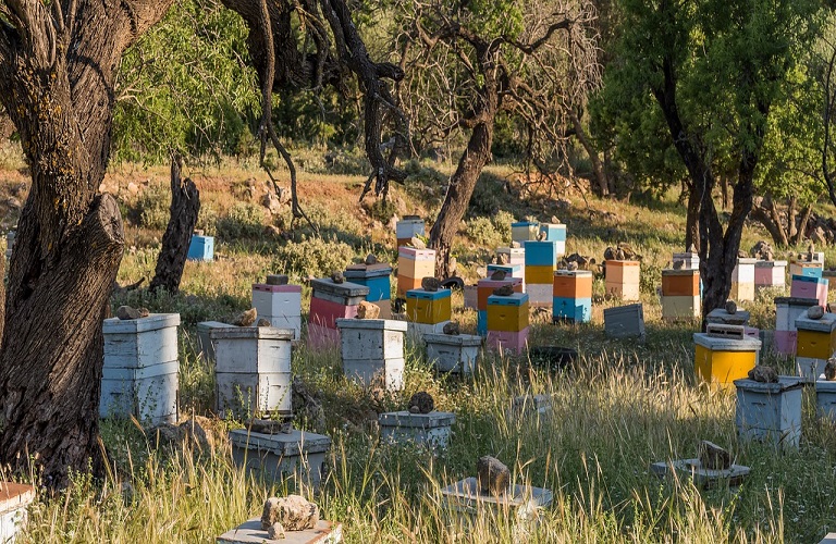 ΟΜΣΕ: Καθημερινό το «χτύπημα» μελισσιών από αρκούδες - Σε απόγνωση οι μελισσοκόμοι