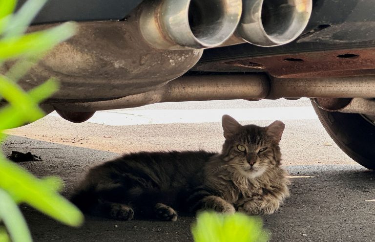 SOS ειδικών για τον κοροναϊό των γατιών