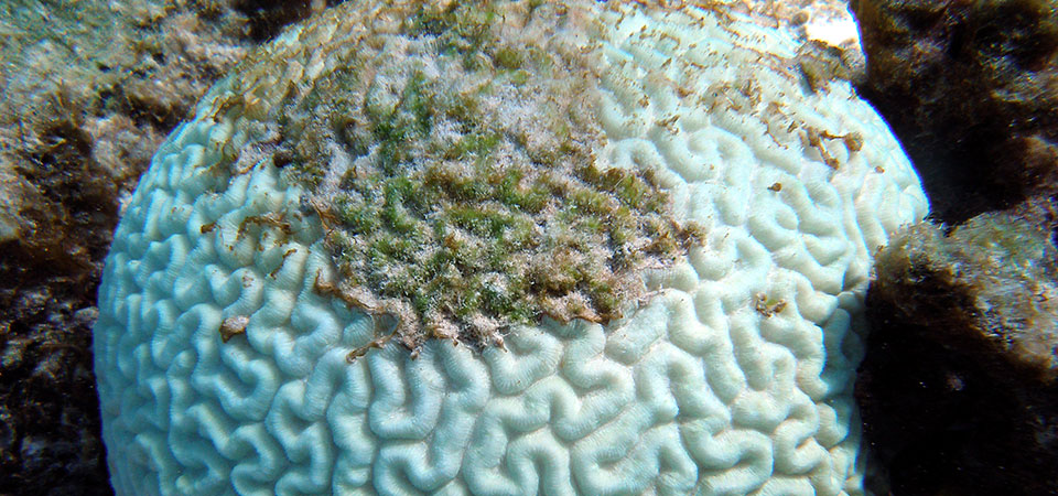 coral bleaching