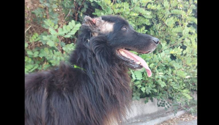 Κακοποίηση ζώου στο Ρέθυμνο: Ακρωτηρίασε σκύλο και τον έδεσε στα σκουπίδια