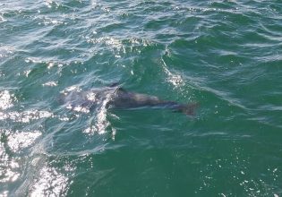 Μαυροδέλφινα: Τουλάχιστον 55 εξόκειλαν σε νησί της Σκωτίας – Μόνο 10 επιβίωσαν