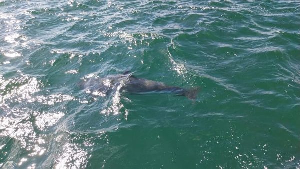 Μαυροδέλφινα: Τουλάχιστον 55 εξόκειλαν σε νησί της Σκωτίας – Μόνο 10 επιβίωσαν