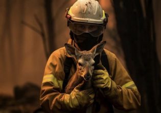 Wildfires in Greece: AntiNero II plan to clear 65,000 hectares of forest land