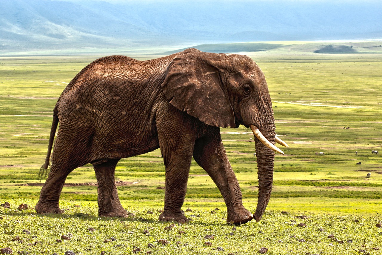 Καρκίνος: Τι μπορεί να διδαχθεί η ιατρική από τους γιγάντιους όρχεις του ελέφαντα
