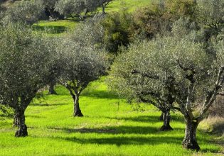 Ελιά: Οδηγίες για την κηκιδόμυγα των βλαστών – Προσοχή σε μαργαρόνια και ρυγχίτη