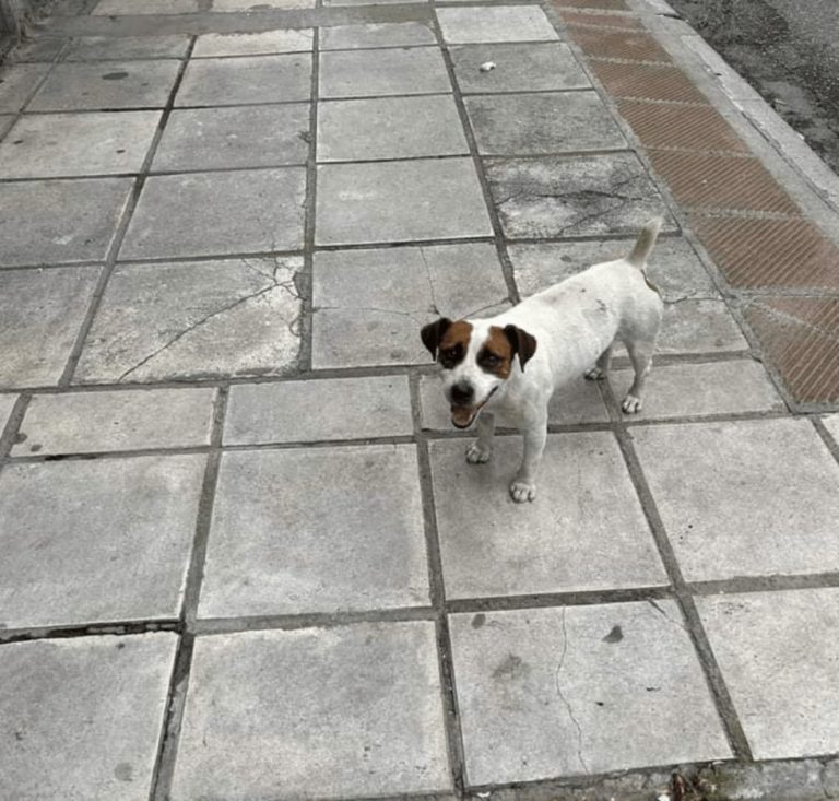 Βρήκε τον σκύλο του ύστερα από 5 χρόνια χάρη στα social media