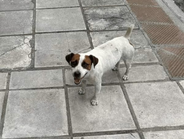 Βρήκε τον σκύλο του ύστερα από 5 χρόνια χάρη στα social media