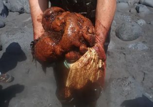 Φάλαινα που ξεβράστηκε νεκρή έκρυβε στα σπλάχνα της θησαυρό 500.000 ευρώ