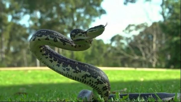 Τρόμος στην Εύβοια: Οχιά παραλίγο να δαγκώσει 3χρονο αγοράκι