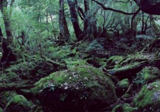 Εργατικό δυστύχημα στις Σέρρες: Νεκρός 42χρονος – Τον καταπλάκωσε δέντρο