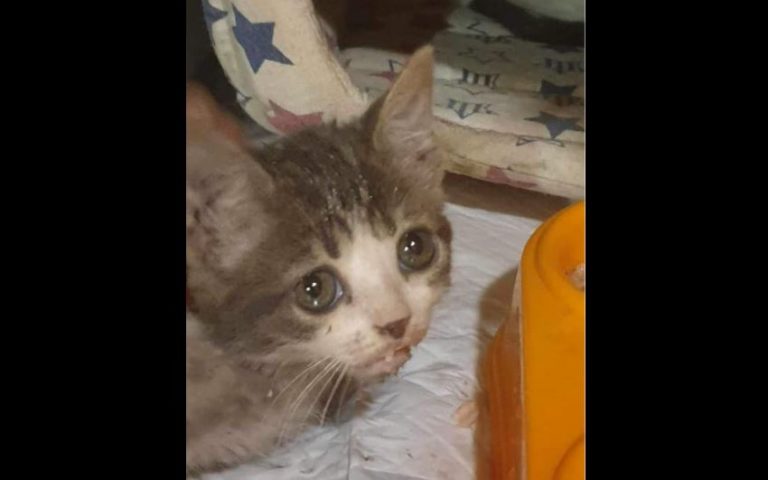 Κτηνωδία στο Παγκράτι: Ασυνείδητη κατάβρεχε με μανία 3 γατάκια για να τα πνίξει – Συνελήφθη από την αστυνομία