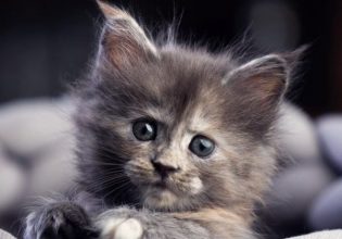 Σικάγο: 22χρονος έβαζε σε φούρνο μικροκυμάτων γατάκια και τα έψηνε – Πώς αποκαλύφθηκε η φρίκη