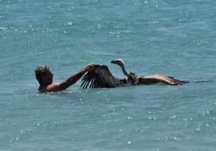 Γύπας παραλίγο να πνιγεί στη θάλασσα στην Κρήτη -Τον έσωσε λουόμενος και τον βάφτισε Μαθιό