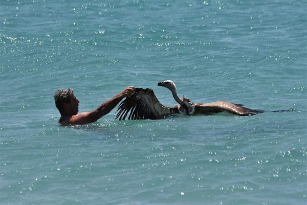 Γύπας παραλίγο να πνιγεί στη θάλασσα στην Κρήτη -Τον έσωσε λουόμενος και τον βάφτισε Μαθιό