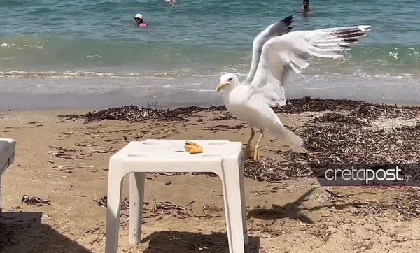 Ηράκλειο: Γλάρος κλέβει κρουασάν σαν επαγγελματίας