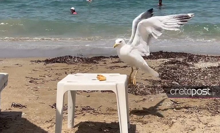 Ηράκλειο: Γλάρος κλέβει κρουασάν σαν επαγγελματίας