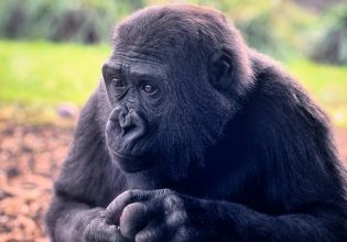 Ζωολογικός κήπος στο Τορόντο: Απαγόρευσε τα κινητά γιατί επηρεάζουν τα πρωτεύοντα θηλαστικά