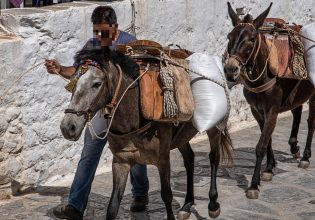 Νεκρό άλογο στην Κέρκυρα: Απαγορεύτηκε μετά το περιστατικό η εργασία ιπποειδών στον ήλιο