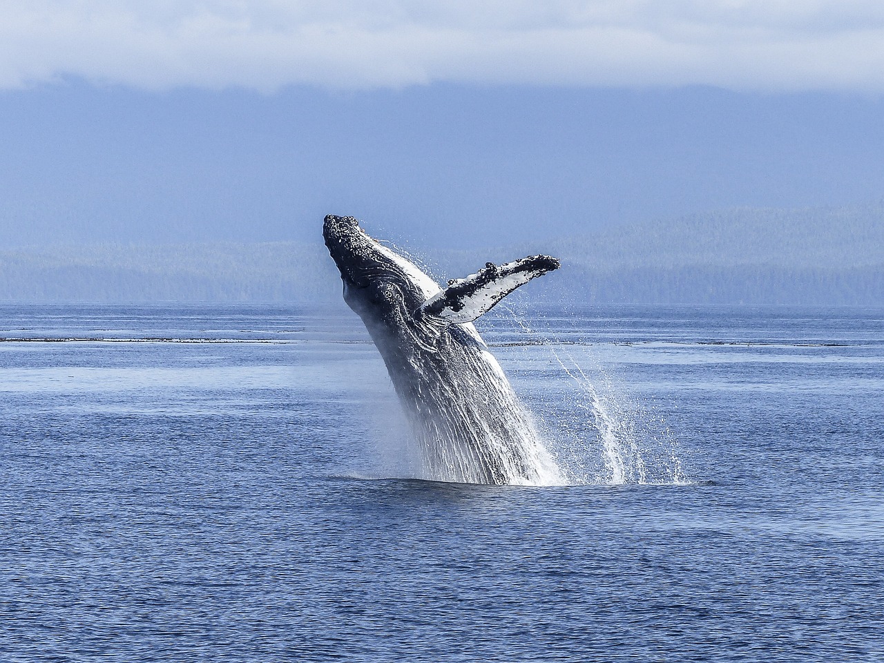 Νησιά Φερόε: 78 φάλαινες σκοτώθηκαν μπροστά στα μάτια επιβατών κρουαζιερόπλοιου