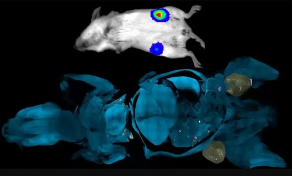 Καρκίνος: Πως «αόρατα» ποντίκια μπορούν να βελτιώσουν θεαματικά τις έρευνες